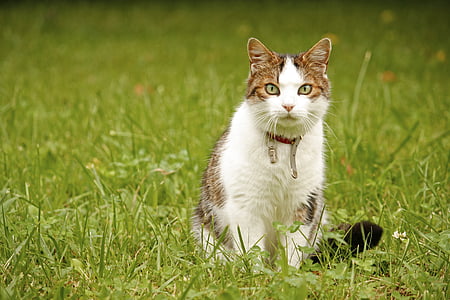 white and grey cat on green grass field thumbnail