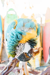 blue and gold macaw on brown twig thumbnail