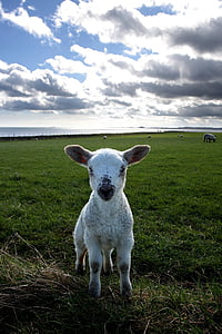 white calf thumbnail