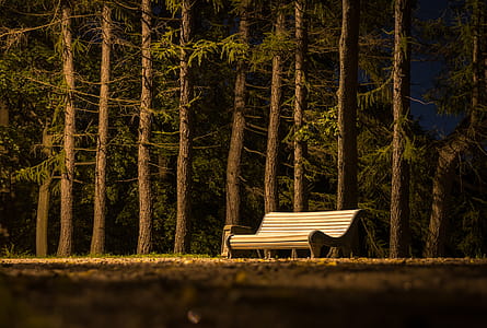 Brown Wooden Slatted Bench Near Brown Tree Trunk thumbnail