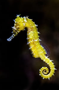 wildlife photography of yellow seahorse thumbnail