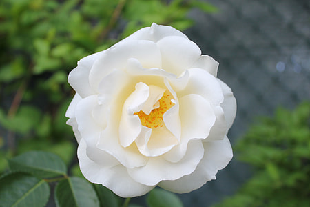 white flower during daytime thumbnail