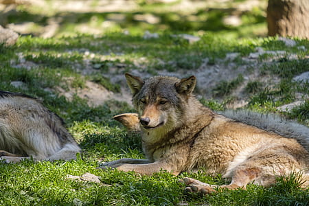 gray wolf on grass thumbnail