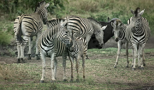 group of zebras gathering thumbnail