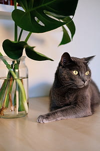 Russian blue cat laying near clear jar with green leafed plant thumbnail