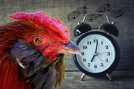 red chicken and black double-bell clock thumbnail