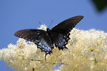 black and white butterfly on white petaled flower close-up photo thumbnail