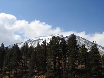 forest overlooking snowy mountain thumbnail