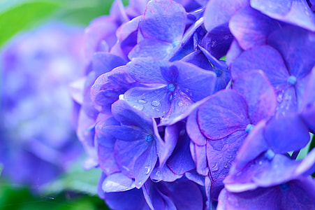 selective focus photography of purple hydrangeas in bloom thumbnail