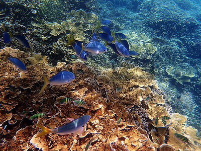 blue fish thumbnail