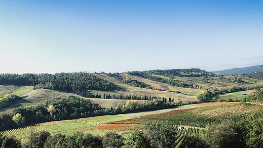 photography of trees and grassfield thumbnail