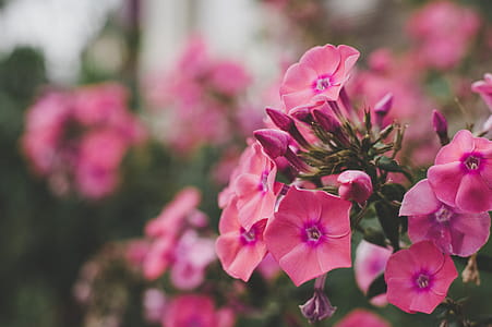 Purple Flowers thumbnail