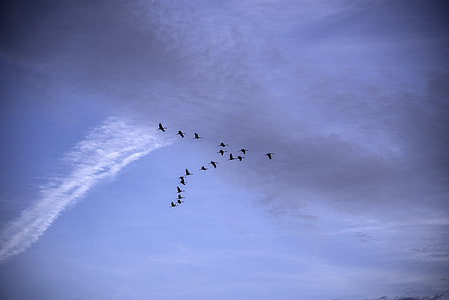 Geese flying in V Formation at Ferry Bluff, Wisconsin thumbnail