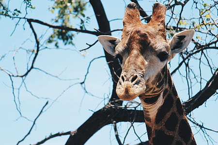 photo of giraffe near gray bare tree under clear blue sky thumbnail
