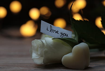 white paper with i love you text on white rose flower thumbnail