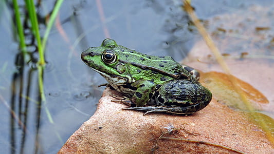 green and black frog on brown stone near body of water thumbnail