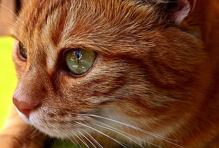macro photography of orange tabby cat thumbnail