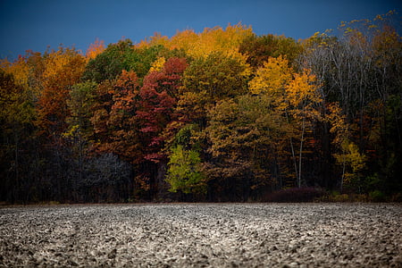 landscaep photo of forest thumbnail