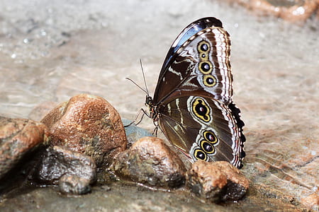 brown and white butterfly perching on brown stone thumbnail