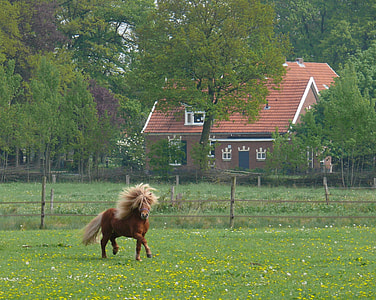 horse running on grass field thumbnail
