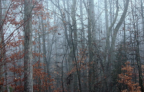 brown tree fogs thumbnail