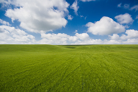 Unbelievably Clean Photo of Wheat Field with Clouds thumbnail