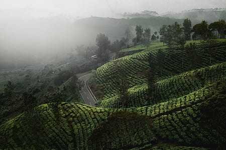 green field coated with fog thumbnail