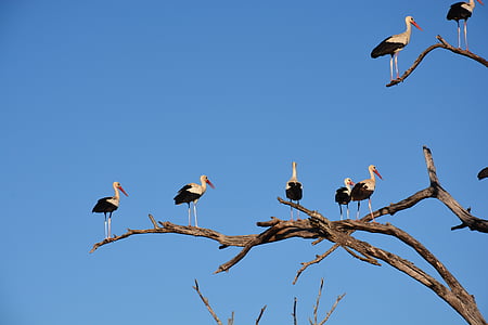 birds perched on tree branches thumbnail