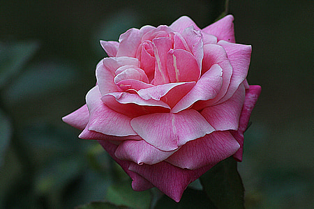 photography of pink rose flower thumbnail