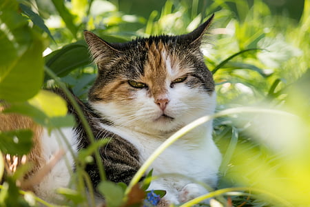 tortoiseshell cat thumbnail