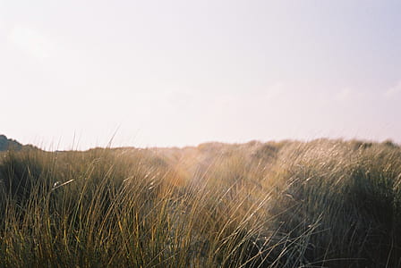 long green grass field thumbnail