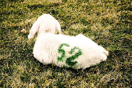 white goat on green grass thumbnail