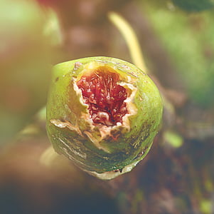 selective focus photo of opened green passion fruit thumbnail