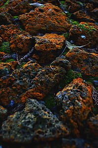 selective focus photography of red and green mossed rocks thumbnail