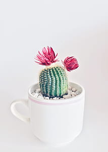 photography of cactus in cup thumbnail