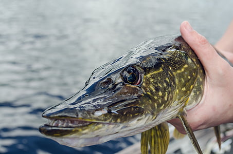 gray alligator gar thumbnail