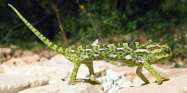 selective focus photo of green chameleon thumbnail