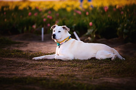 animal, dog, pet, cute thumbnail