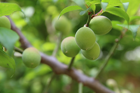 green fruits growing on a tree thumbnail