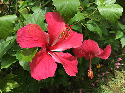 close-up photo of red hibiscus flowers at daytime thumbnail