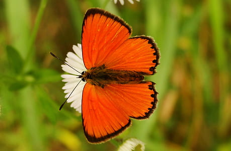 closeup photography of red and black longwing butterfly thumbnail