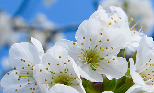 close up photography of white cherry blossoms thumbnail