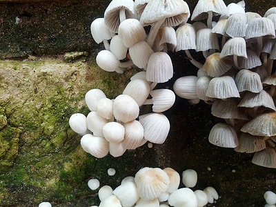 Mushrooms, Nature thumbnail