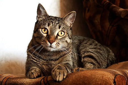 Adult Brown Tabby Cat thumbnail