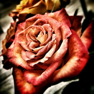 close up photograph of pink rose thumbnail