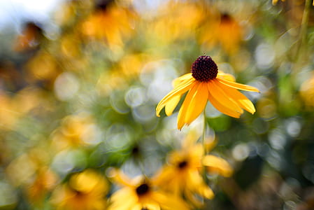 macro shot photography of sunflower thumbnail