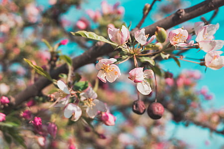 Selective Focus Photo of White and Pink Petaled Flowers thumbnail