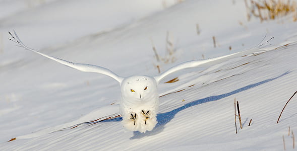 macro shot photography of white owl thumbnail