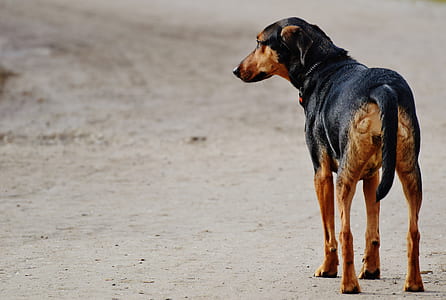adult black and tan doberman thumbnail