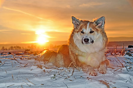 medium-coated tan and white dog prone lying on snowfield thumbnail
